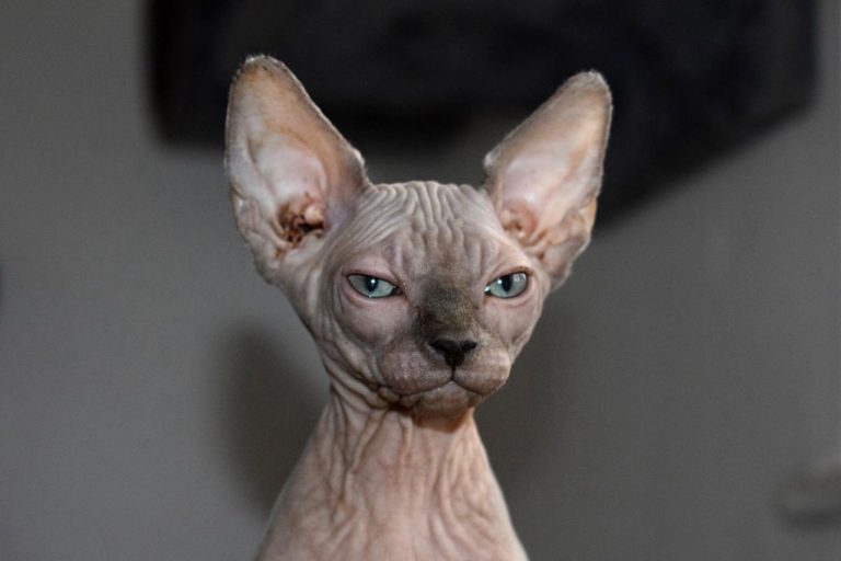 Chat Sphynx