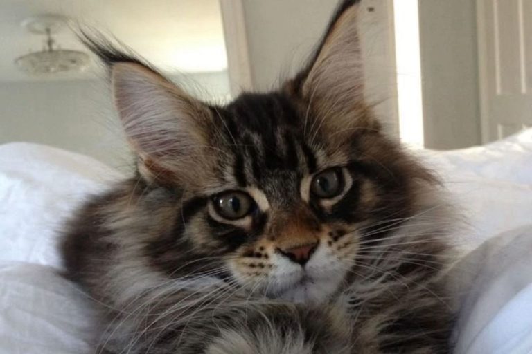Chat Maine Coon