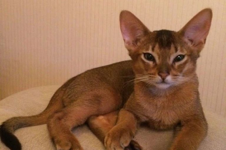 Cat Abyssin