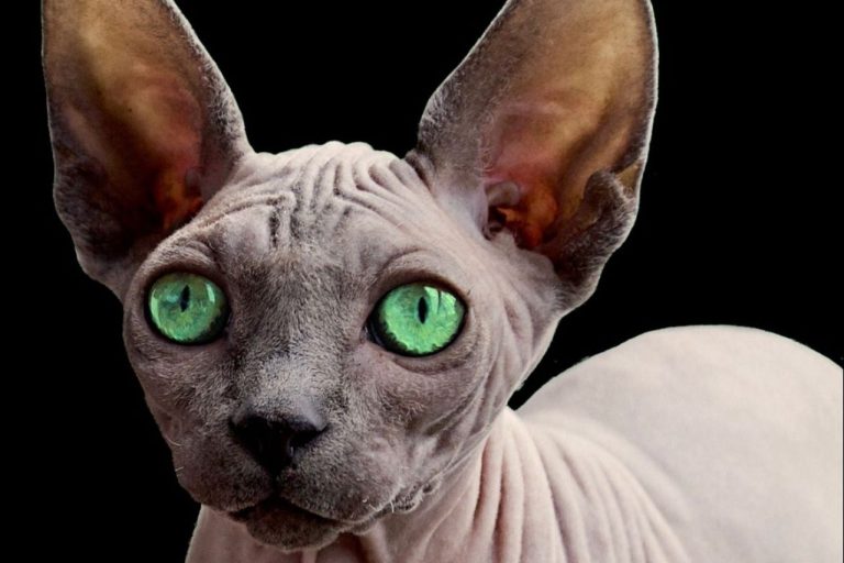 Chat Sphynx