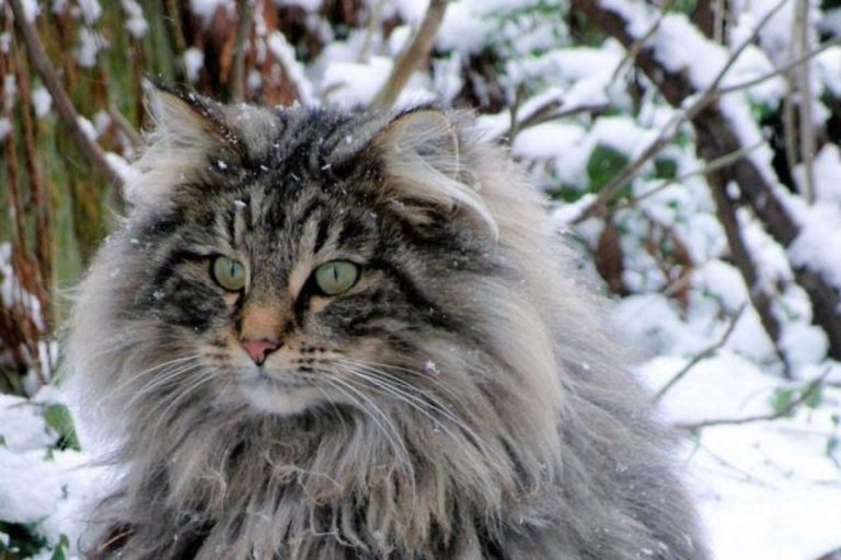 Chat de forets norvégiens