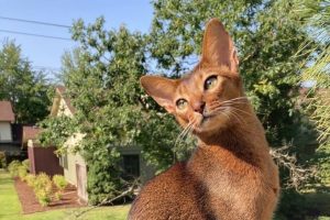 Lire la suite à propos de l’article Abyssin