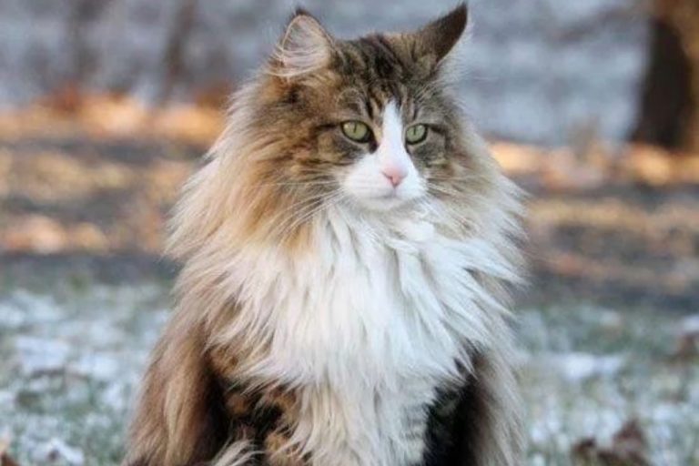 Chat de foret norvégien