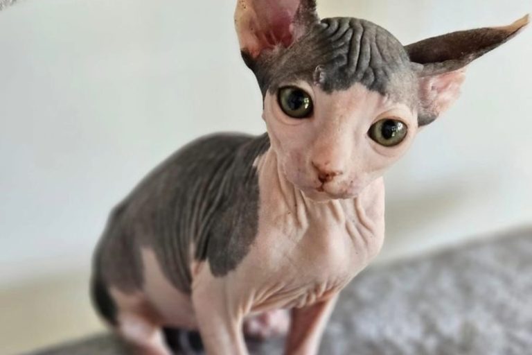 Chat Sphynx