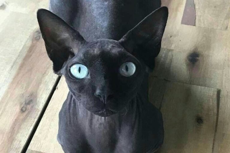 Chat Sphynx