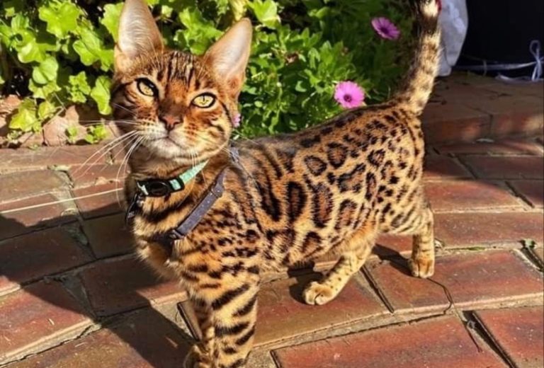 Chat Bengal