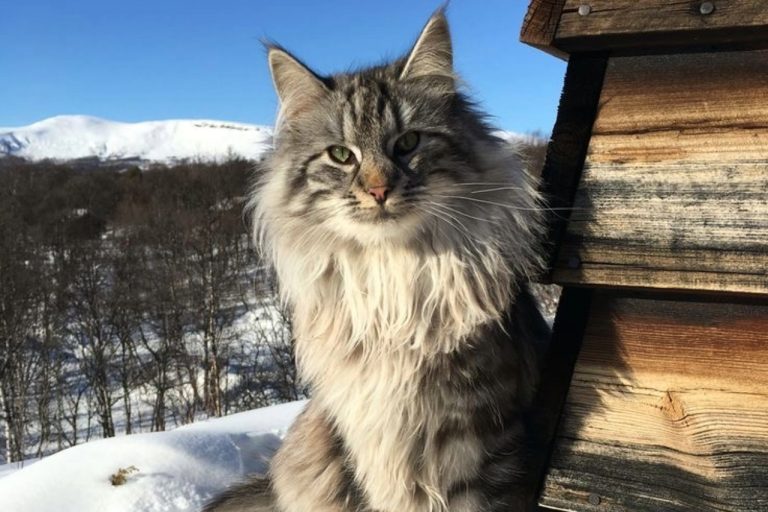 Chat de forets norvégiens