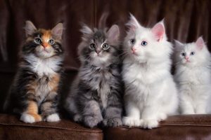 Lire la suite à propos de l’article Maine Coon