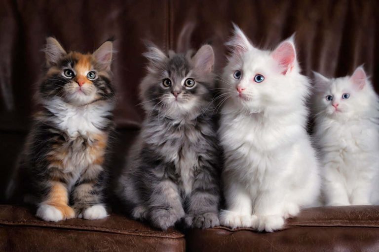 chats Maine Coon