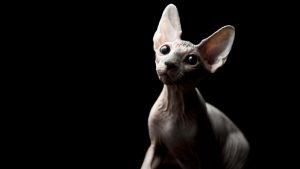 chat sphynx