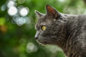 chat chartreux