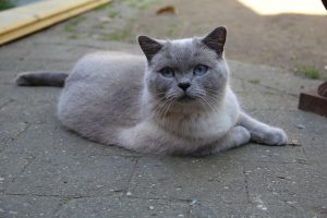 chat british shorthair