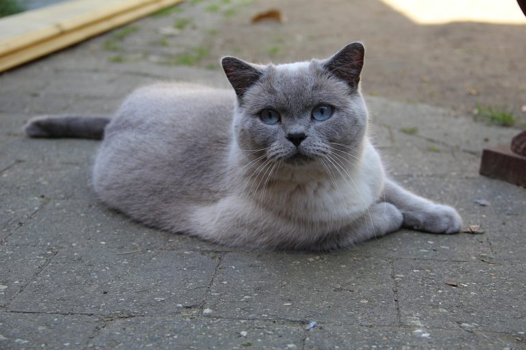 chat british shorthair