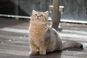 chat british shorthair
