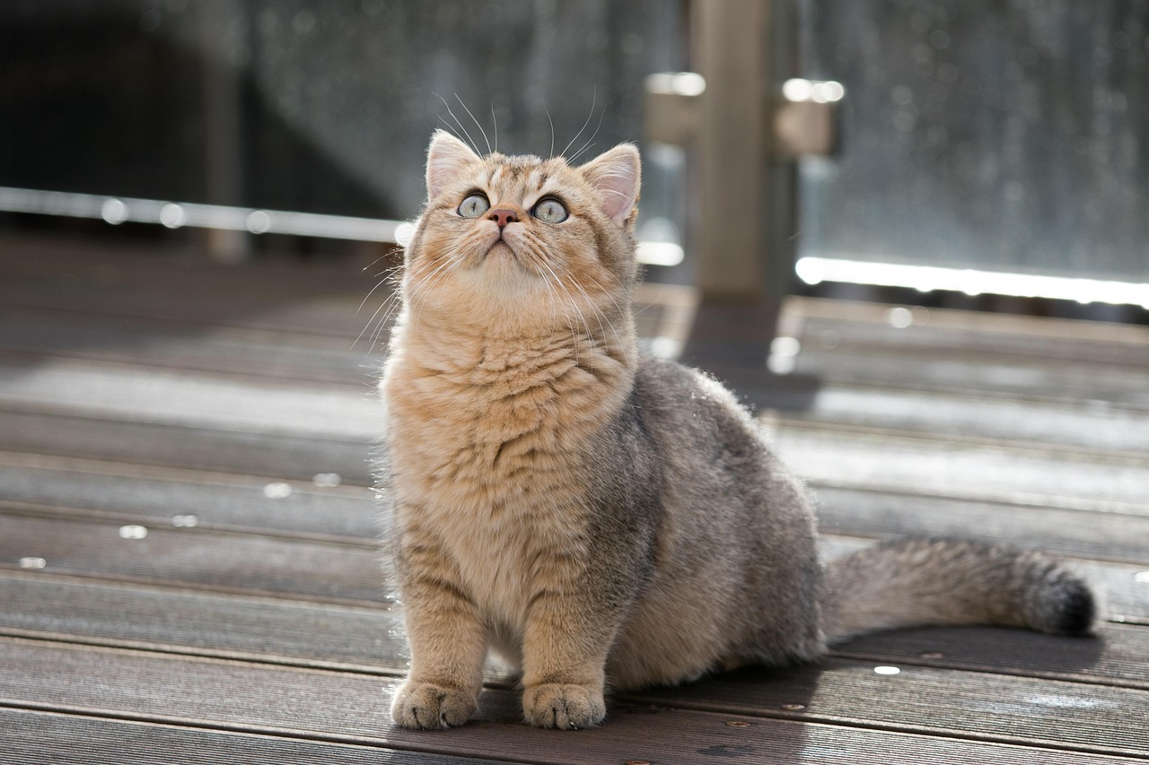 Lire la suite à propos de l’article British Shorthair