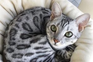 Lire la suite à propos de l’article Bengal