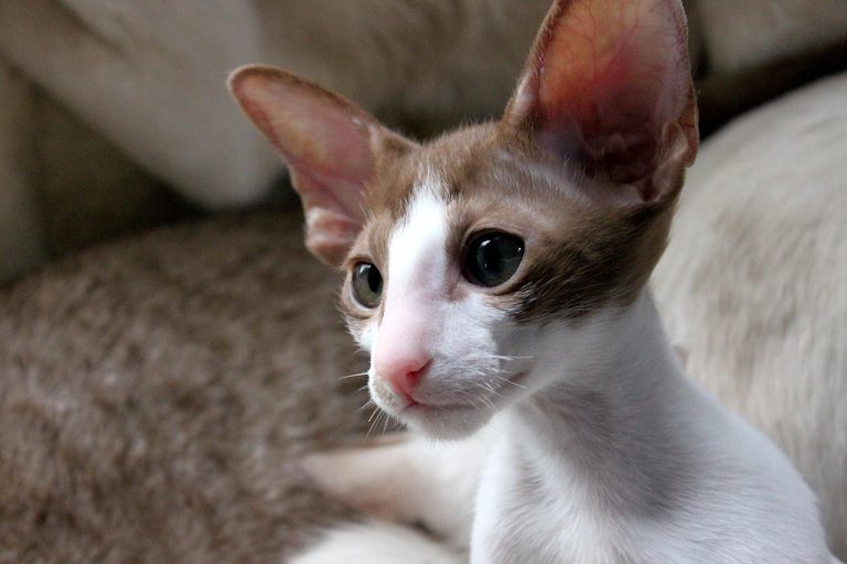 Chat oriental shorthair