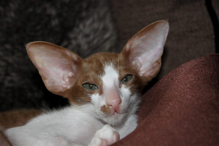Chat oriental shorthair