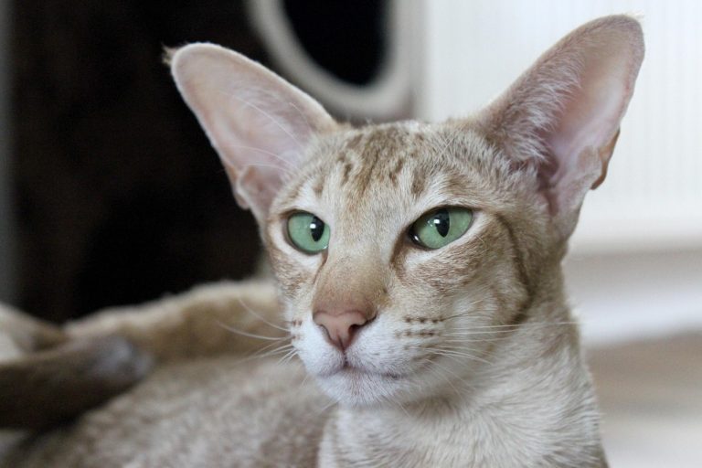 Chat oriental shorthair