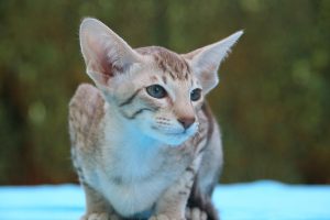Lire la suite à propos de l’article Oriental shorthair