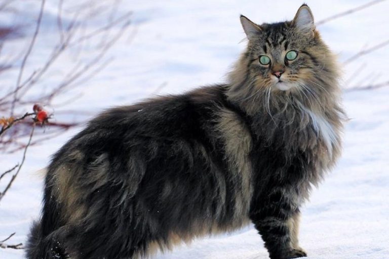 Chat de foret norvégiens