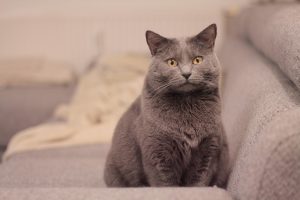chat chartreux