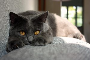 chat chartreux