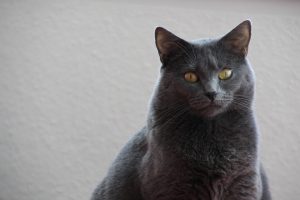 chat chartreux