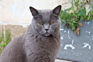 chat chartreux